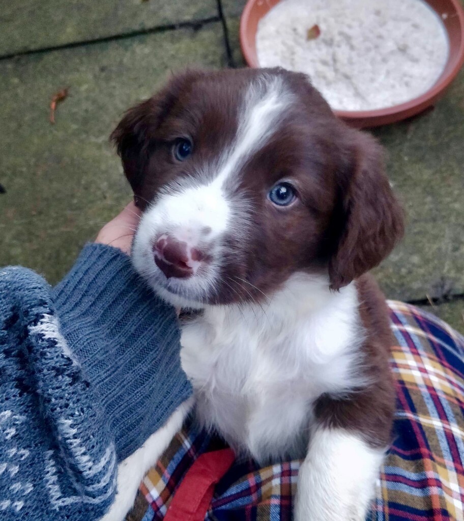 collie cross puppies for sale